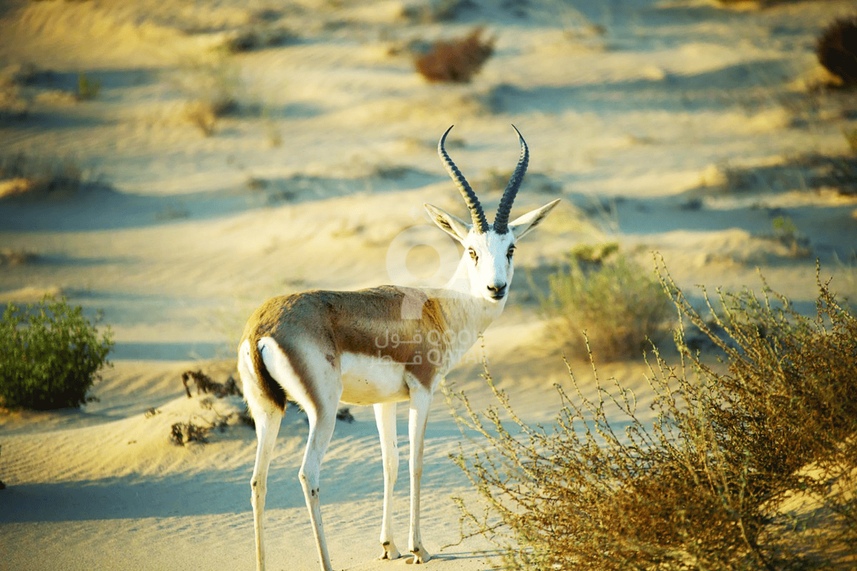 Al Reem Biosphere Reserve Nature Discovery Experience in Qatar