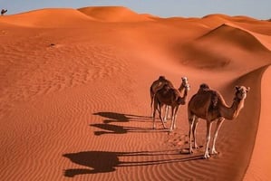 Day Tour To Wahiba Sands And Wadi Bani Khalid