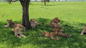 Kenya Safari Tour Package 6 Days – 8–13 December 2026