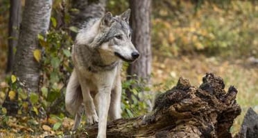 Wolf Walk Photoshoot