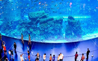 Skate & Explore: Ice Rink Admission with Dubai Aquarium and Underwater Zoo Silver Pass