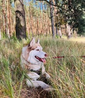 Husky tour in Moscow