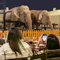 Dine with Animals at Emirates Park Zoo Abu Dhabi | Unique Wildlife Dining Experience