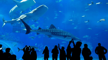 Dubai Aquarium and Underwater Zoo