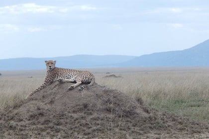 5 Days Safari Adventure to Serengeti and Ngorongoro