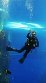 SeaDive at SeaWorld Yas Island Abu Dhabi | Underwater Experience