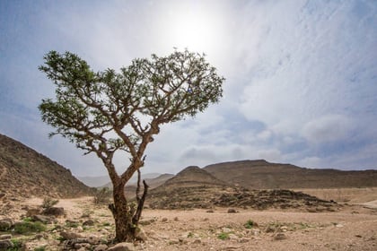 جولة مغامرة الصحراء الفارغة النهائية في صلالة
