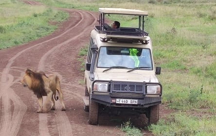 Ngorongoro Crater Day Trip from Arusha