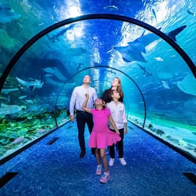National Aquarium Abu Dhabi Tickets | Largest Aquarium in Middle East