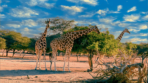 Sir Bani Yas Island Tour Package – Wildlife, Adventure & Nature Day Trip from Abu Dhabi