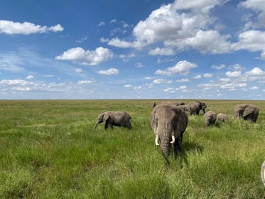 4 Days Ngorongoro & Serengeti Safari from Arusha