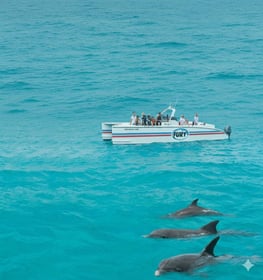 Exciting Mirbat Scuba Diving and Snorkeling Adventure