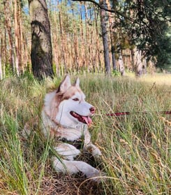Husky tour in Moscow