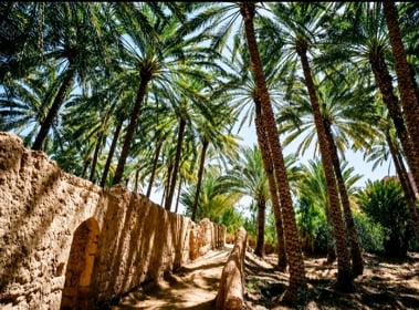 Explore AlUla's Oasis Trail Guided Tour
