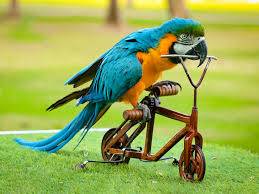 Creek Park Exotic Bird Show Dubai | Live Parrot & Bird Performance Experience