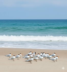 Salalah Beaches Bird Watching Adventure