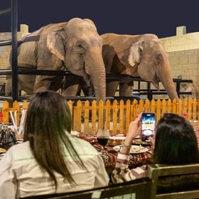 Dine with Animals at Emirates Park Zoo Abu Dhabi | Unique Wildlife Dining Experience