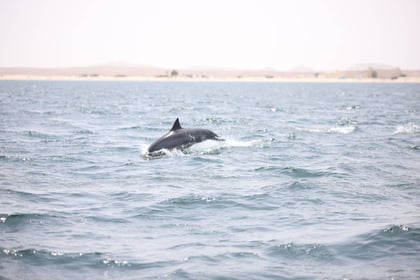 Mirbat Fishing & Dolphin Watching Adventure