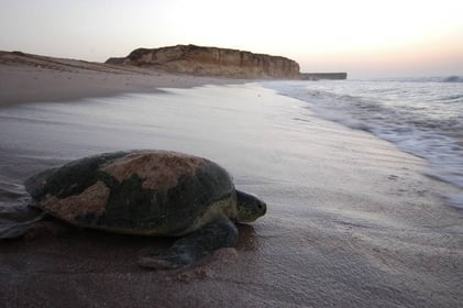 Turtle Watching Tour Package in Muscat, Oman