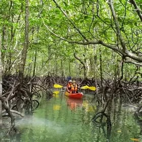 Mangrove Kayaking | School Field Trips Qatar