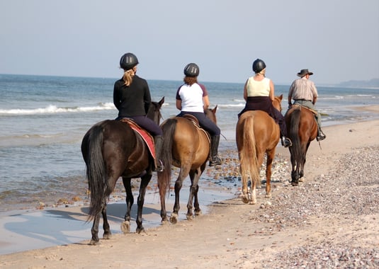 Scenic Horse Riding Adventure at Al Khor Mangroves, Qatar