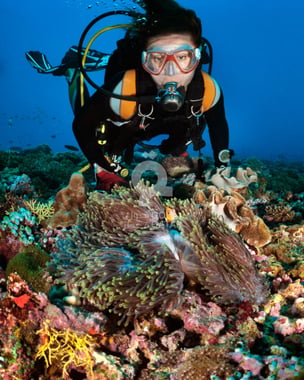 A Guided Scuba Diving Experience