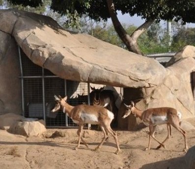 Doha Zoo