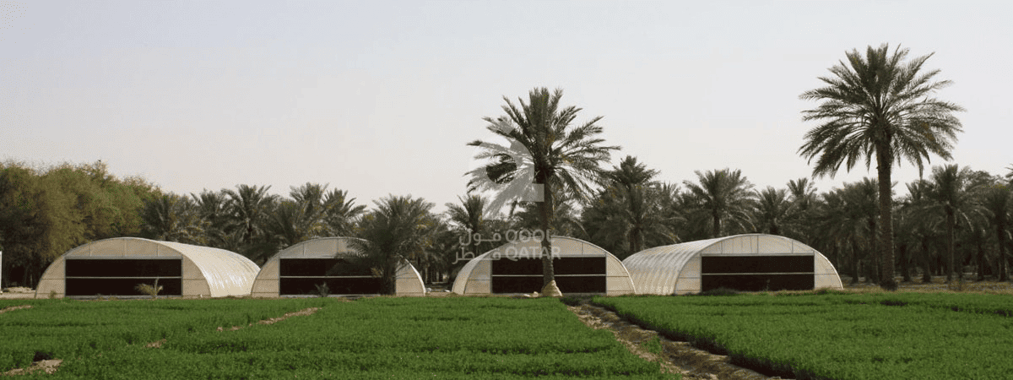 North Sedra Farm Family Farming & Greenhouse Experience in Al Shamal, Qatar