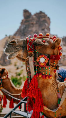 Desert Overnight Tour in Wahiba Sands