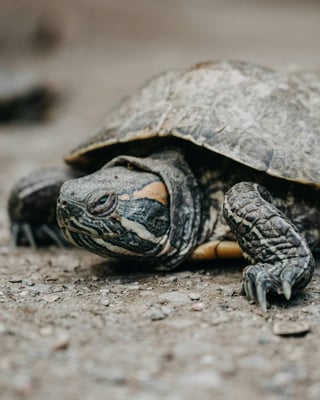 Turtle Beach Overnight Tour in Oman