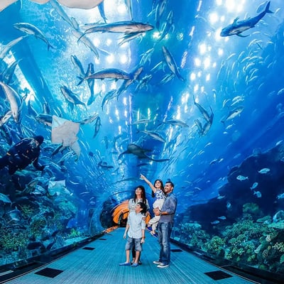 Dubai Aquarium & Underwater Zoo Experience | Marine Life Adventure at The Dubai Mall