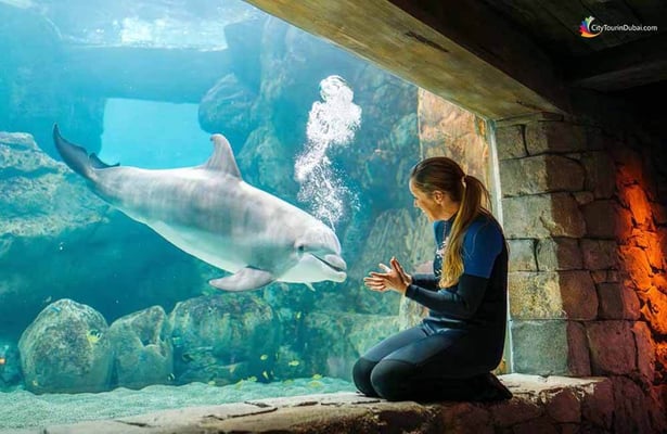 סיור בעיר אבו דאבי - כניסה ל- Sea World
