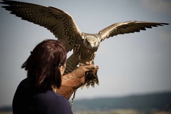 Falconry Experience in Qatar: Discover an Ancient Arabian Tradition