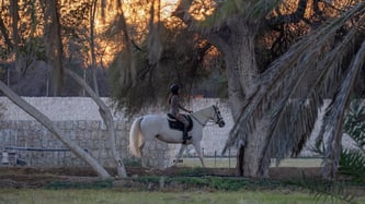 Horse Riding in Qatar at a Farmhouse | Book Online – Qool Qatar