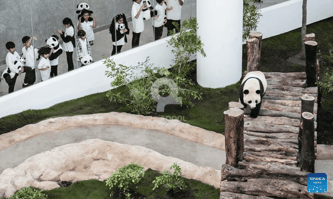 Fun Panda Park Wildlife Experience in Qatar