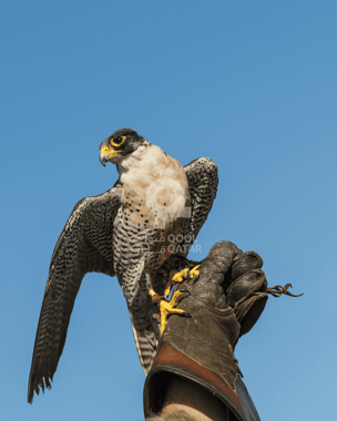 Falconry Experience in Qatar: Discover an Ancient Arabian Tradition
