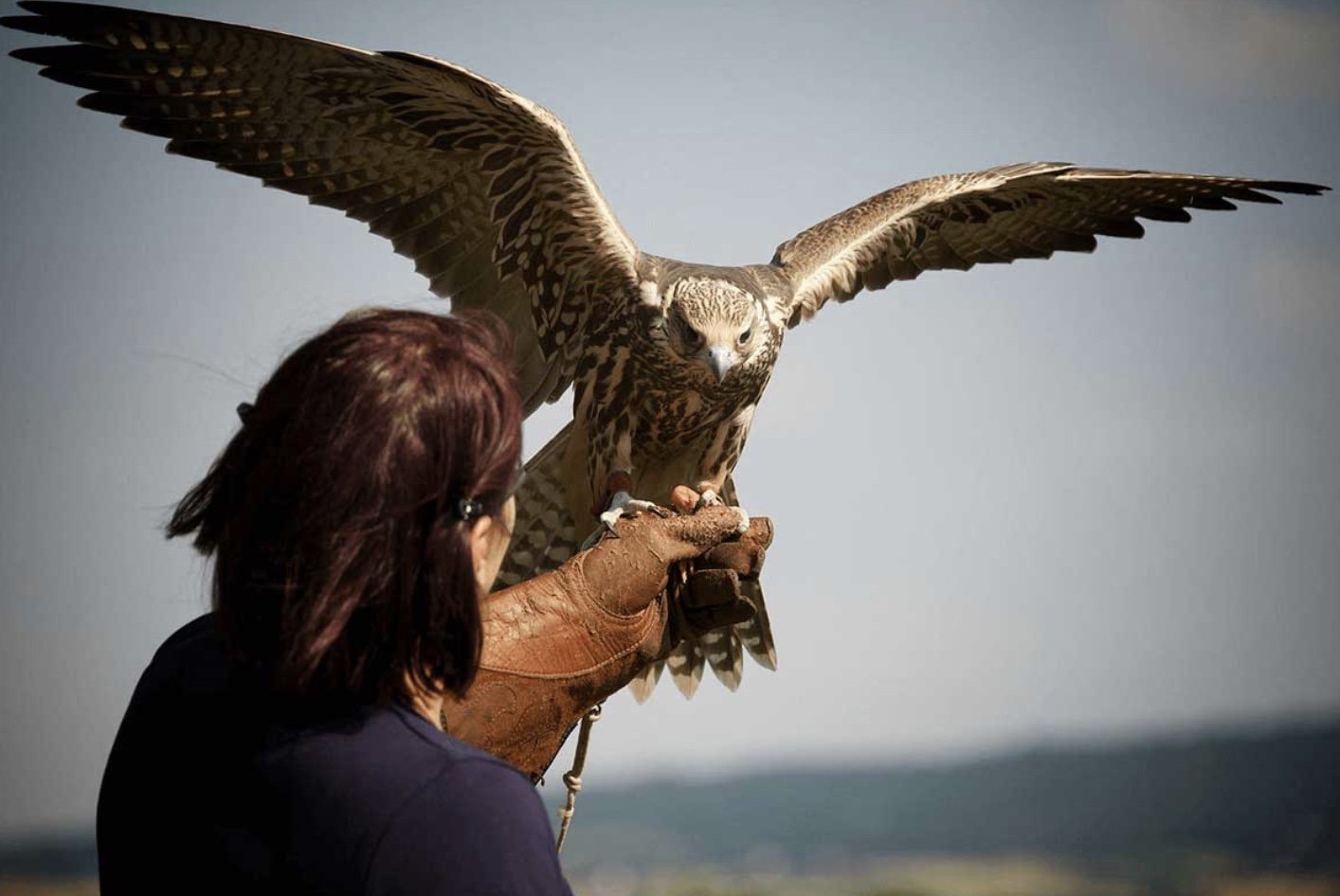 Falconry Experience in Qatar: Discover an Ancient Arabian Tradition