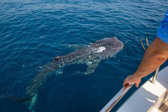 Whale Shark Sighting in Qatar | Qatar's Top Water Adventure