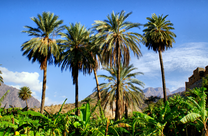 Discover the Cultural Beauty of Al Baha – Private Tour