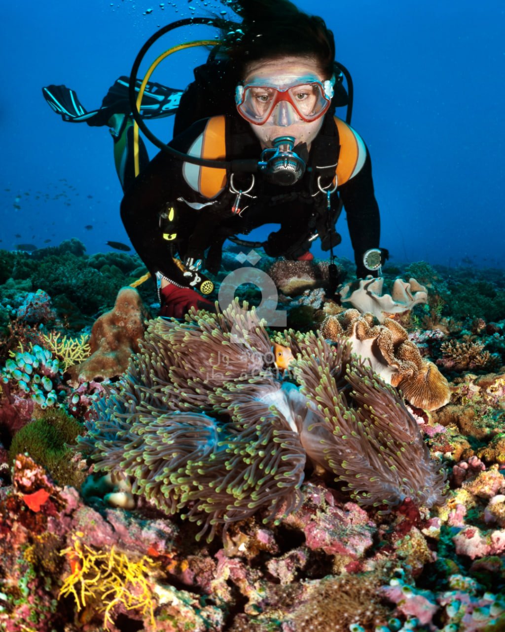 A Guided Scuba Diving Experience