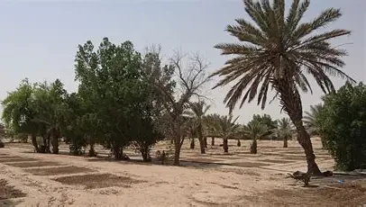Desert Farming Tours | School Field Trips Qatar