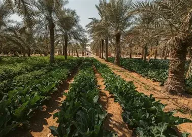 Farm Visit Educational Experience | School Field Trips Qatar